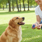 Woman training a golden retriever with a clicker in a park