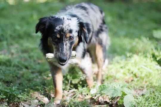 Sušena goveja kostka