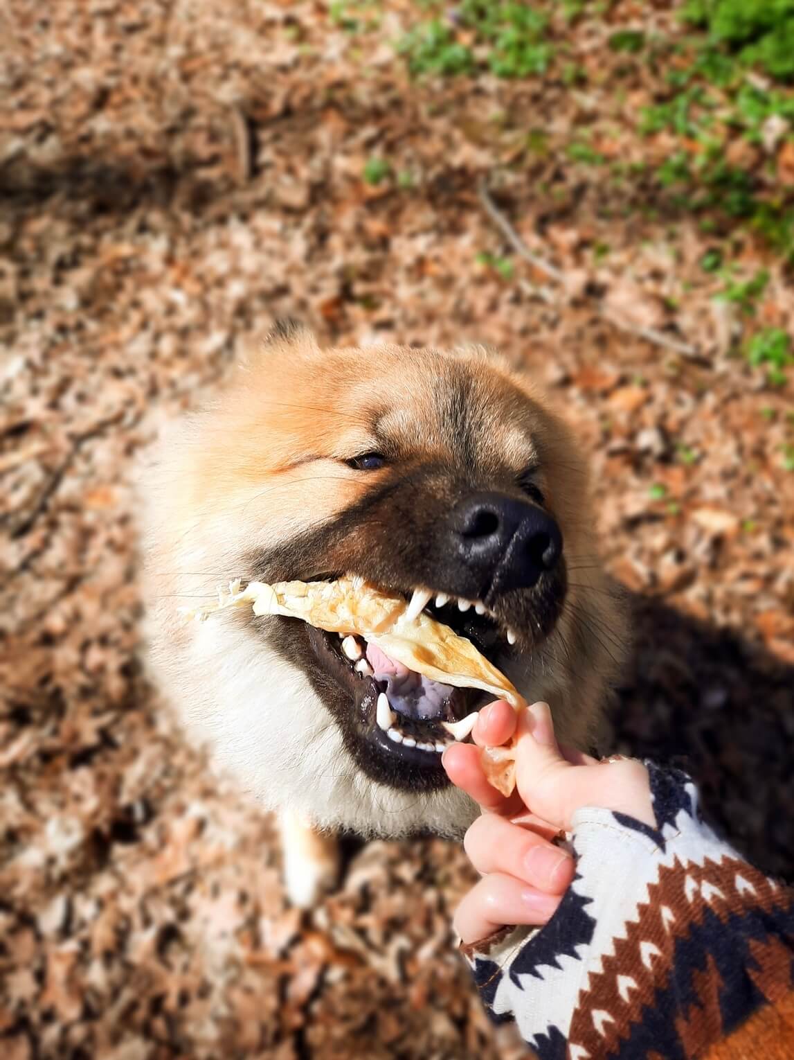 Zajčja ušesa brez dlake - Baro Natural Chews